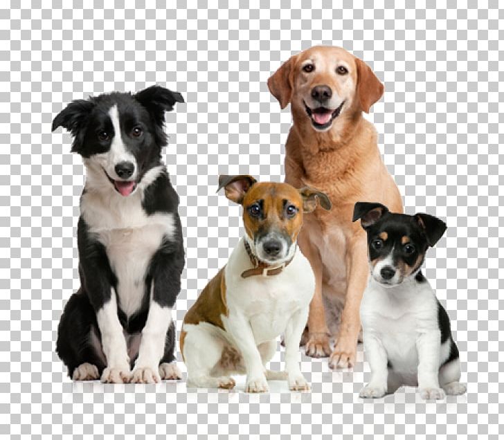 Dog Puppy American Kennel Club PNG, Clipart, American Kennel Club, Animals, Breed Group Dog, Companion Dog, Dog Free PNG Download