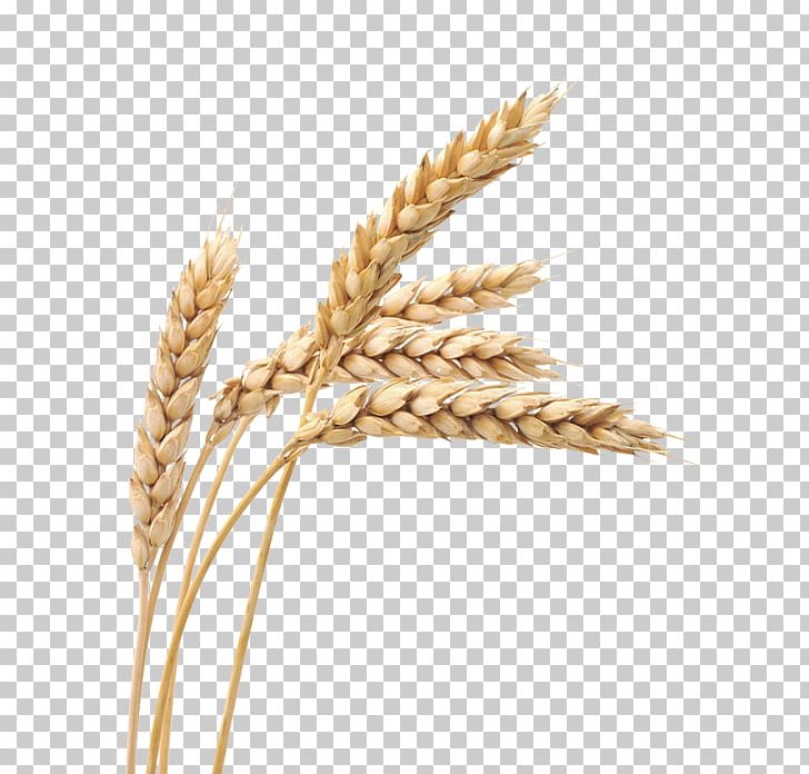 Ketenciler Wheat Grain Cereal PNG, Clipart, Agriculture, Bran, Bread, Cereal Germ, Commodity Free PNG Download