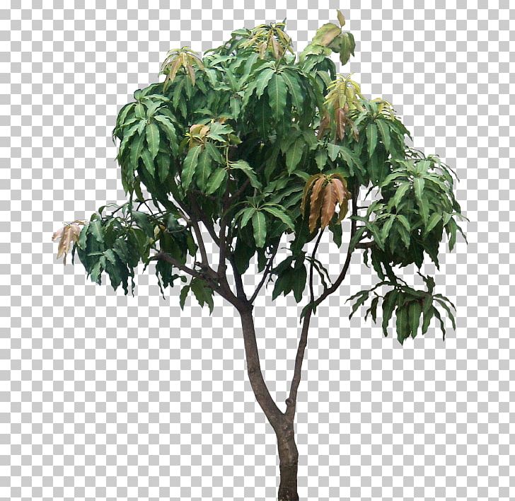 Mangifera Indica Tree Plant Mango Subtropics PNG, Clipart, Anacardiaceae, Anacardioideae, Branch, Evergreen, Flowerpot Free PNG Download