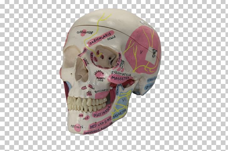 Skull PNG, Clipart, Bone, Cap, Dental Model, Fantasy, Headgear Free PNG Download