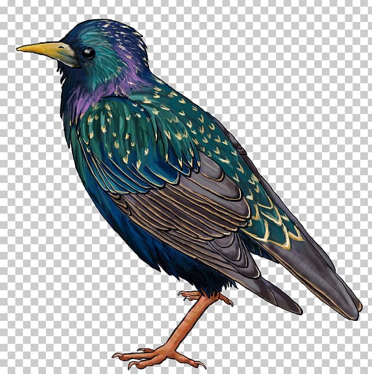 Common Starling Drawing Beak PNG, Clipart, Animal, Art, Beak, Bird, Color Free PNG Download