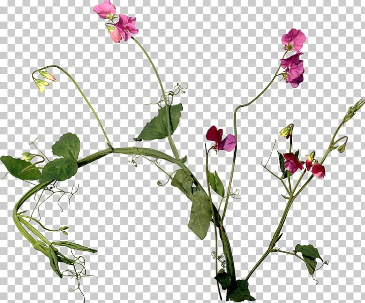 Cut Flowers Plant Stem Sweet Pea PNG, Clipart, Annual Plant, Branch, Cut Flowers, Flayer, Flora Free PNG Download