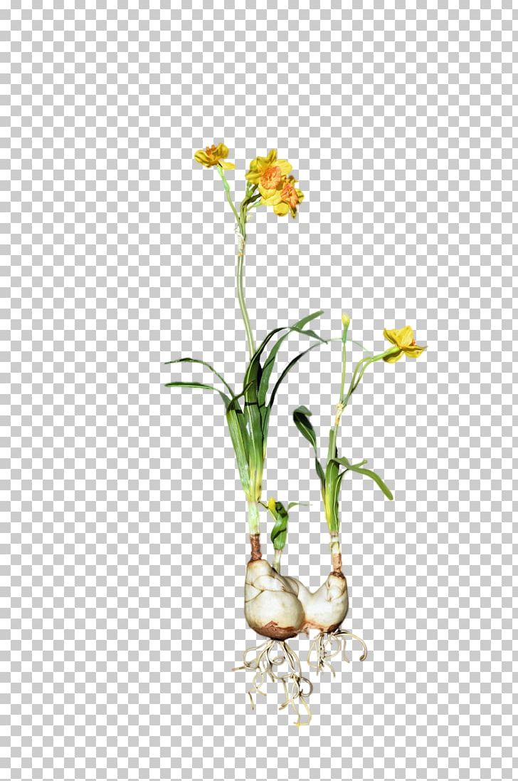Daffodil Cut Flowers Plant Bulb PNG, Clipart, Art, Bulb, Cut Flowers, Daffodil, Deviantart Free PNG Download