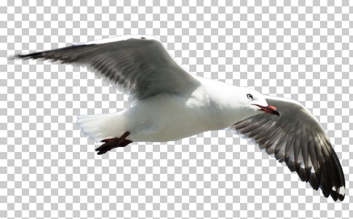 Great Black-backed Gull Gulls European Herring Gull Bird PNG, Clipart, Animals, Beak, Bird, Charadriiformes, Color Free PNG Download