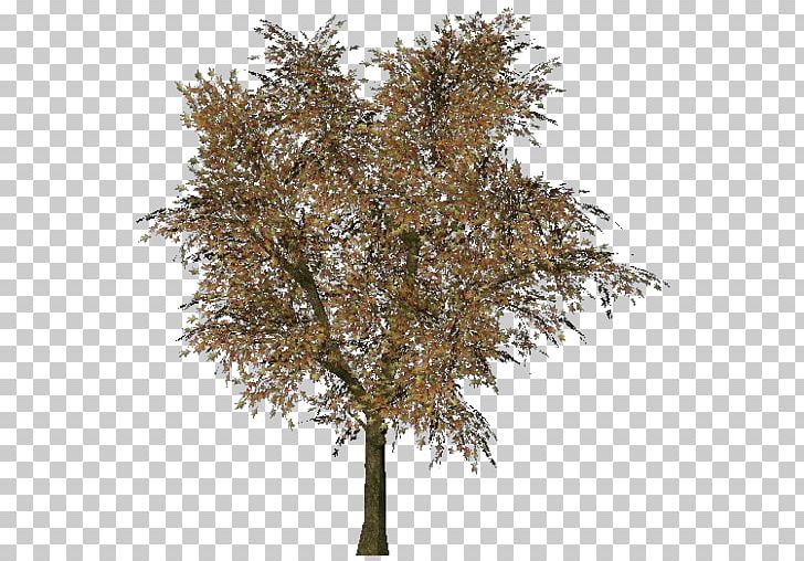 Norway Maple Tree Woody Plant Three-dimensional Space Branch PNG, Clipart, Architectural Engineering, Branch, Computer Software, Download, Enterprise Information System Free PNG Download