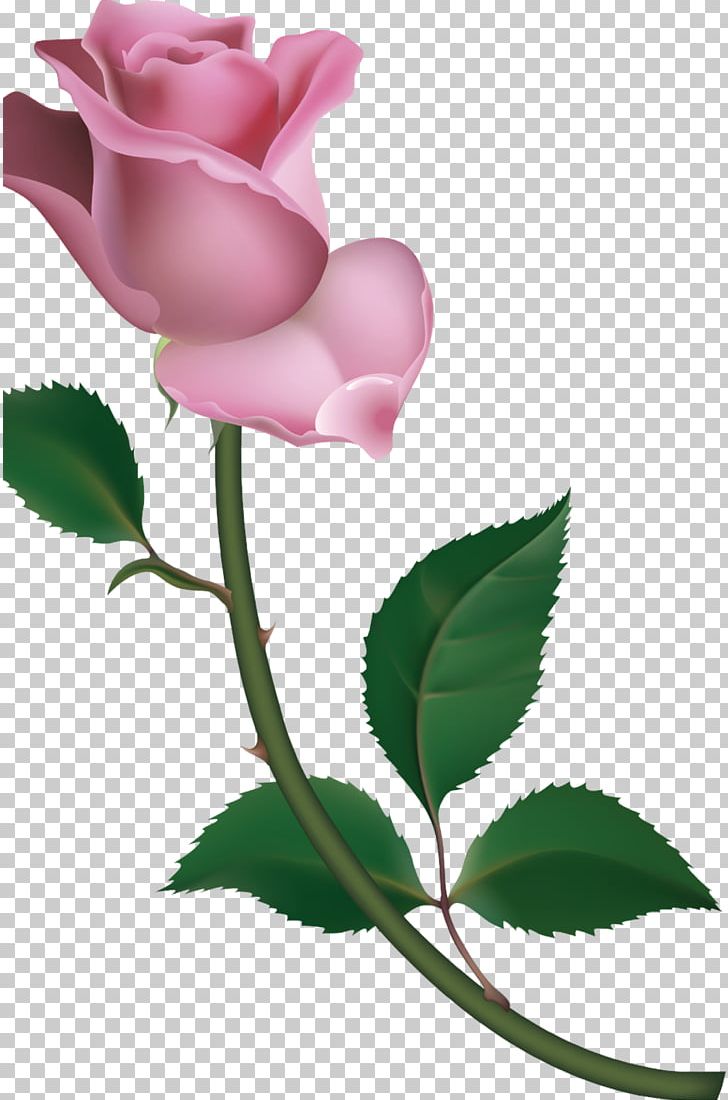 Garden Roses Cabbage Rose Petal Bud PNG, Clipart, Branch, Bud, Columbidae, Deviantart, Download Free PNG Download