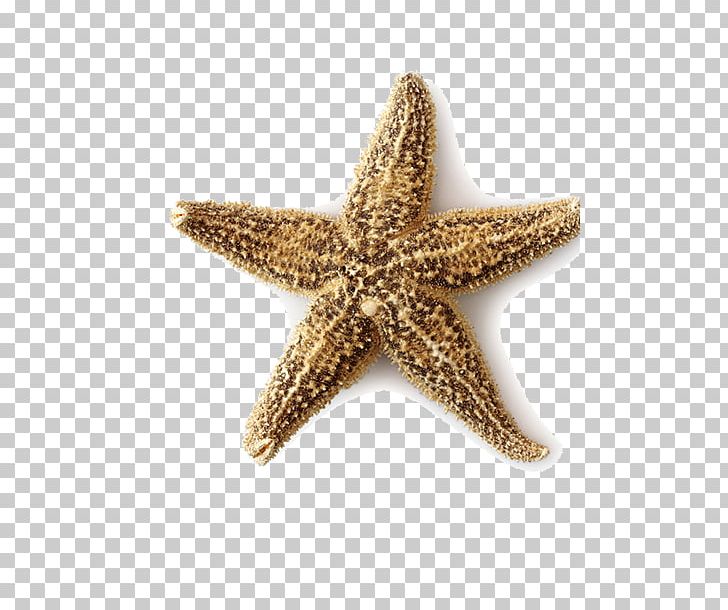 Starfish Seashell Beach Ocean PNG, Clipart, Animals, Creative Ads, Creative Artwork, Creative Background, Creative Graphics Free PNG Download