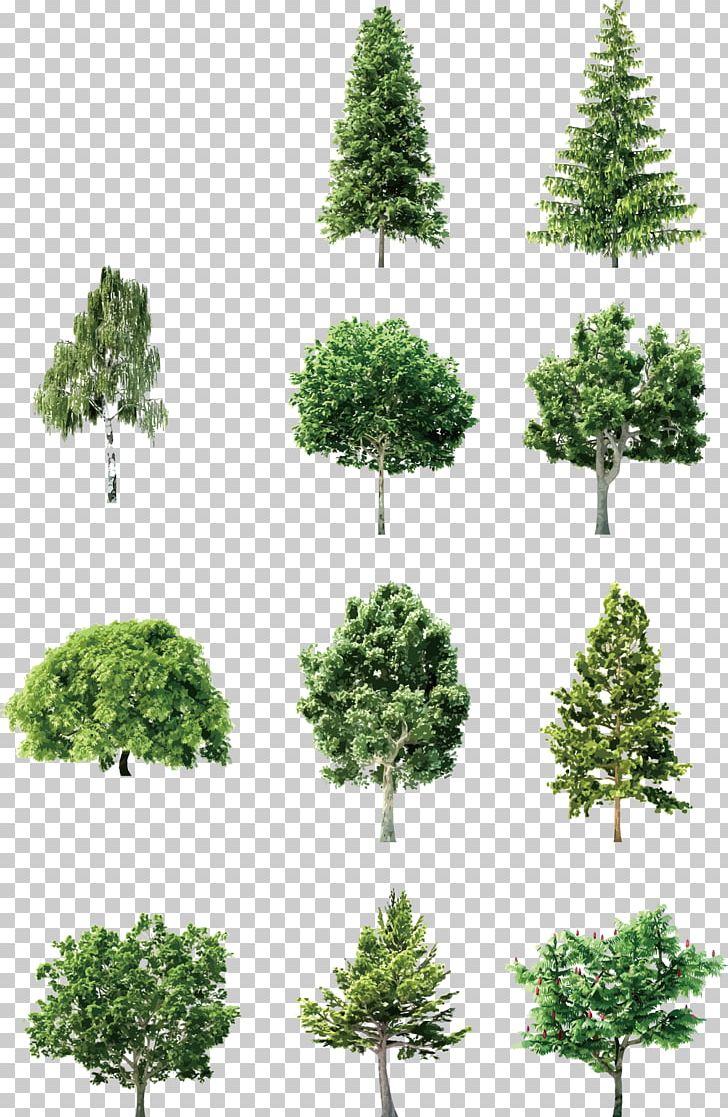 Tree Element Euclidean PNG, Clipart, Biome, Bonsai, Branch, Christmas Tree, Con Free PNG Download