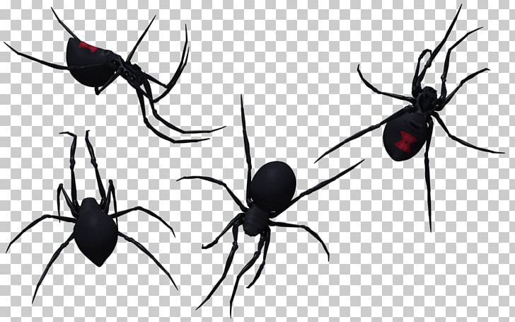 Widow Spiders Photography PNG, Clipart, Animal, Ant, Arachnid, Arthropod, Black And White Free PNG Download