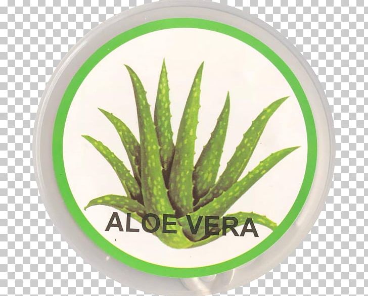 Aloe Vera Stock Photography Alamy PNG, Clipart, 1000000, Alamy, Aloe, Aloe Vera, Aloevera Free PNG Download