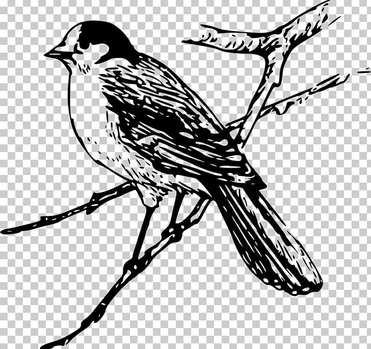 Bird Blue Jay PNG, Clipart, Animals, Art, Artwork, Beak, Bird Free PNG Download