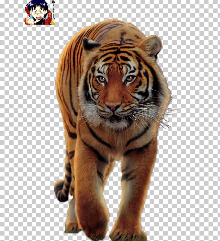 Cat Siberian Tiger Blanket White Tiger Bengal Tiger PNG, Clipart, Animal, Animals, Bengal Tiger, Big Cat, Big Cats Free PNG Download
