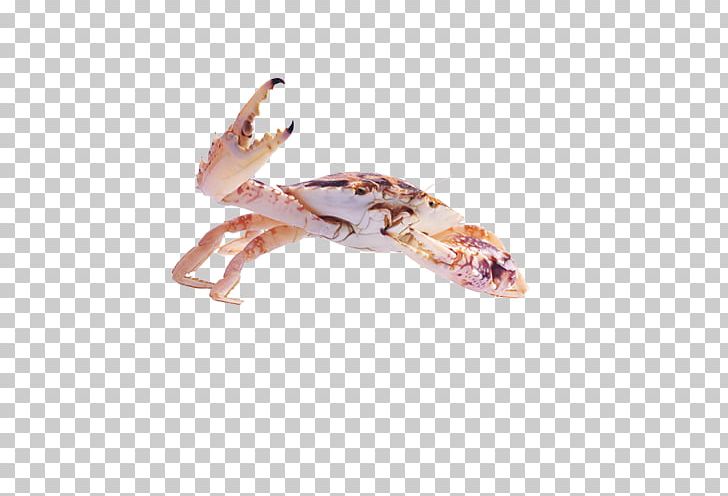 Crab Sebastian Seafood PNG, Clipart, 1000000, Animals, Animal Source Foods, Beach, Beach Elements Free PNG Download