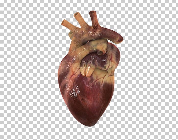 Human Heart Circulatory System 3D Computer Graphics Visualization PNG, Clipart, 3d Computer Graphics, Animaatio, Circulatory System, Computer Animation, Copy1 Free PNG Download