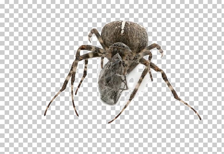 Wolf Spider Insect Tarantula PNG, Clipart, Animal, Animals, Arachnid, Araneus, Arthropod Free PNG Download