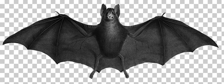 New World Leaf-nosed Bats Stock Photography Illustration Carollia PNG, Clipart, Animals, Bat, Bat Clipart, Black, Black And White Free PNG Download