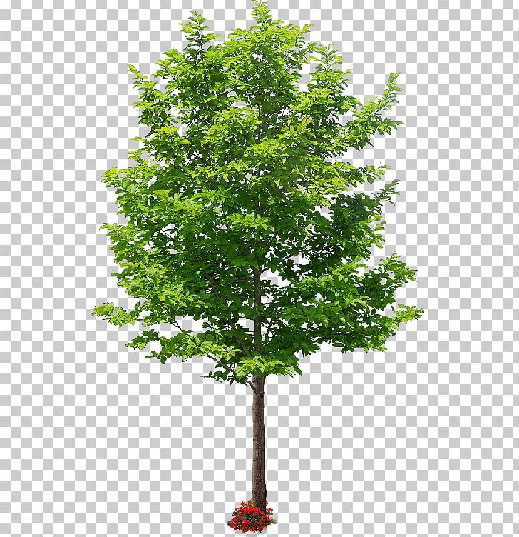 Tree American Sycamore Landscape Architecture Askur PNG, Clipart, American Sycamore, Architecture, Ash, Askur, Branch Free PNG Download