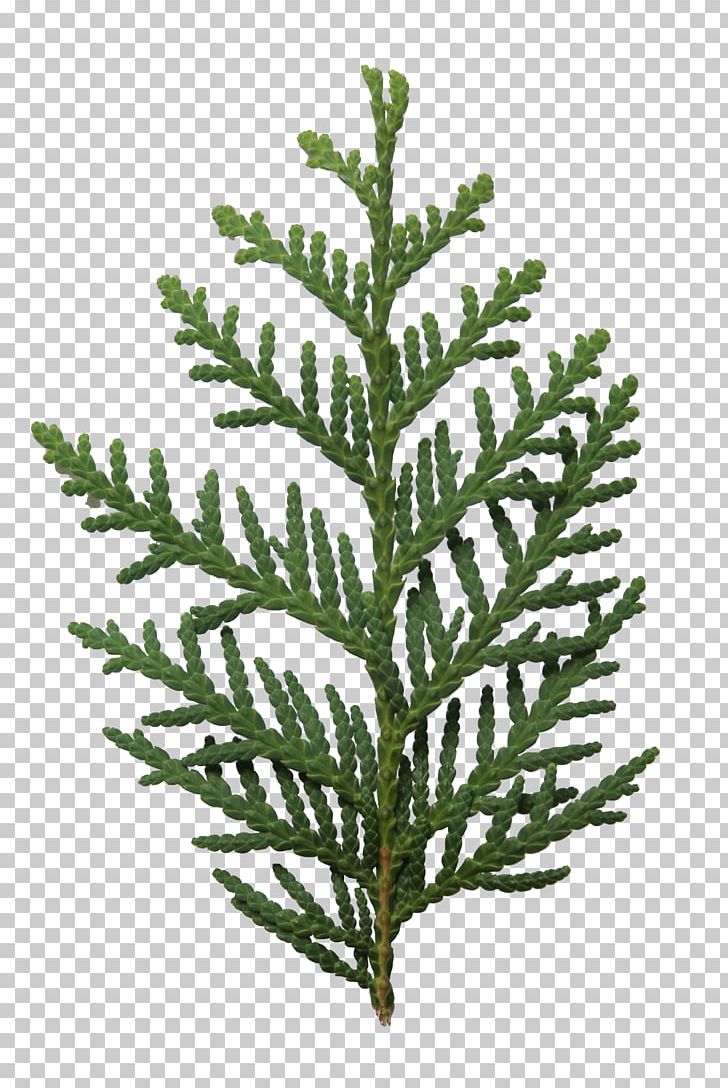 Arborvitae Fir Leaf Spruce PNG, Clipart, Alpha, Alpha Compositing, Arborvitae, Branch, Conifer Free PNG Download