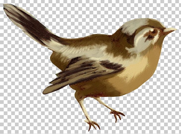 Bird Cygnini Goose Domestic Pigeon Painting PNG, Clipart, Animal, Animals, Atlantic Canary, Beak, Bird Free PNG Download