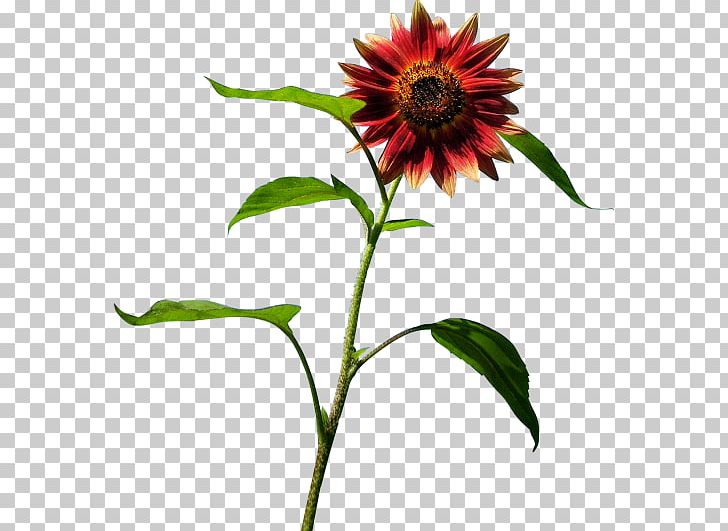 Common Sunflower Blanket Flowers Sunflower Seed Coneflower Annual Plant PNG, Clipart, Annual Plant, Blanket, Blanket Flowers, Common Sunflower, Coneflower Free PNG Download