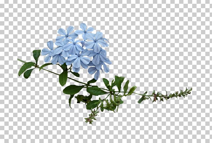 Floral Design Cut Flowers Twig Plant Stem Lilac PNG, Clipart, Branch, Cicekler, Cut Flowers, Fleur, Flora Free PNG Download