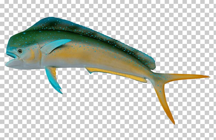Sardine Fishing Portable Network Graphics PNG, Clipart, Animals, Bony Fish, Cartilaginous Fish, Dolphin, Fauna Free PNG Download