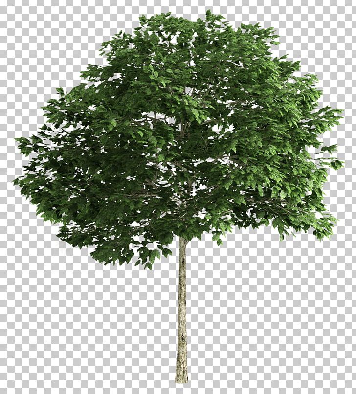 Tree Computer Icons PNG, Clipart, Branch, Clip Art, Computer Icons, Desktop Wallpaper, Download Free PNG Download
