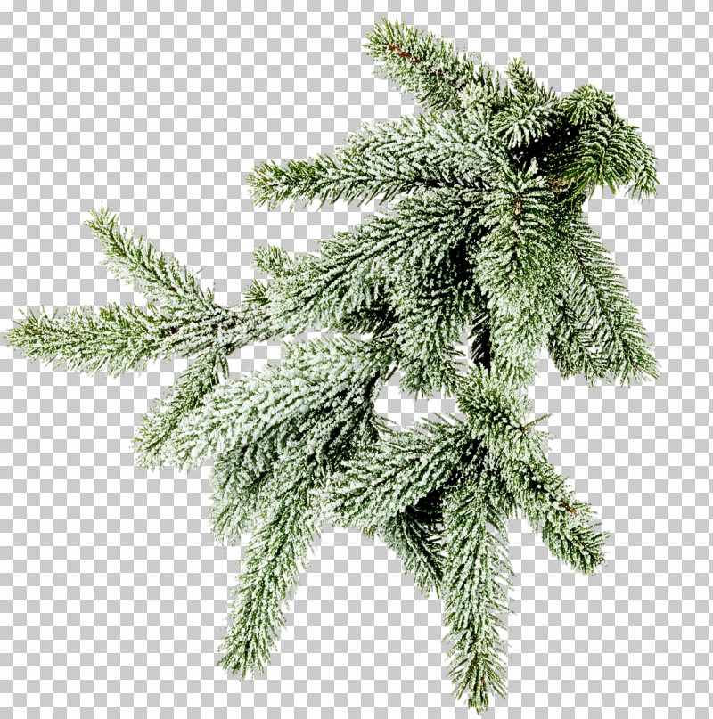 Columbian Spruce Shortleaf Black Spruce White Pine Yellow Fir Tree PNG, Clipart, American Larch, Balsam Fir, Branch, Colorado Spruce, Columbian Spruce Free PNG Download