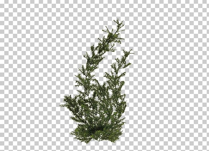 Aquatic Plants Shrub PNG, Clipart, Aquatic Plants, Art Design, Branch, Clip Art, Conifer Free PNG Download