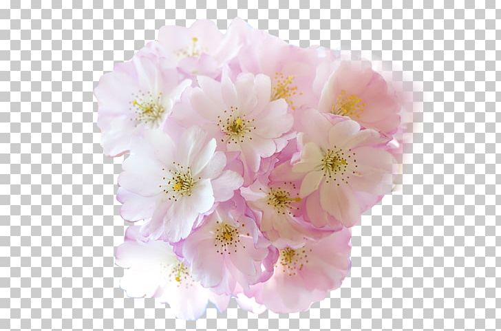 Flower Cherry Blossom PNG, Clipart, Blossom, Blossoms, Cherry, Cherry Tree, Color Free PNG Download