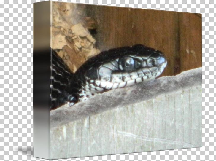 SNAKE'M PNG, Clipart,  Free PNG Download