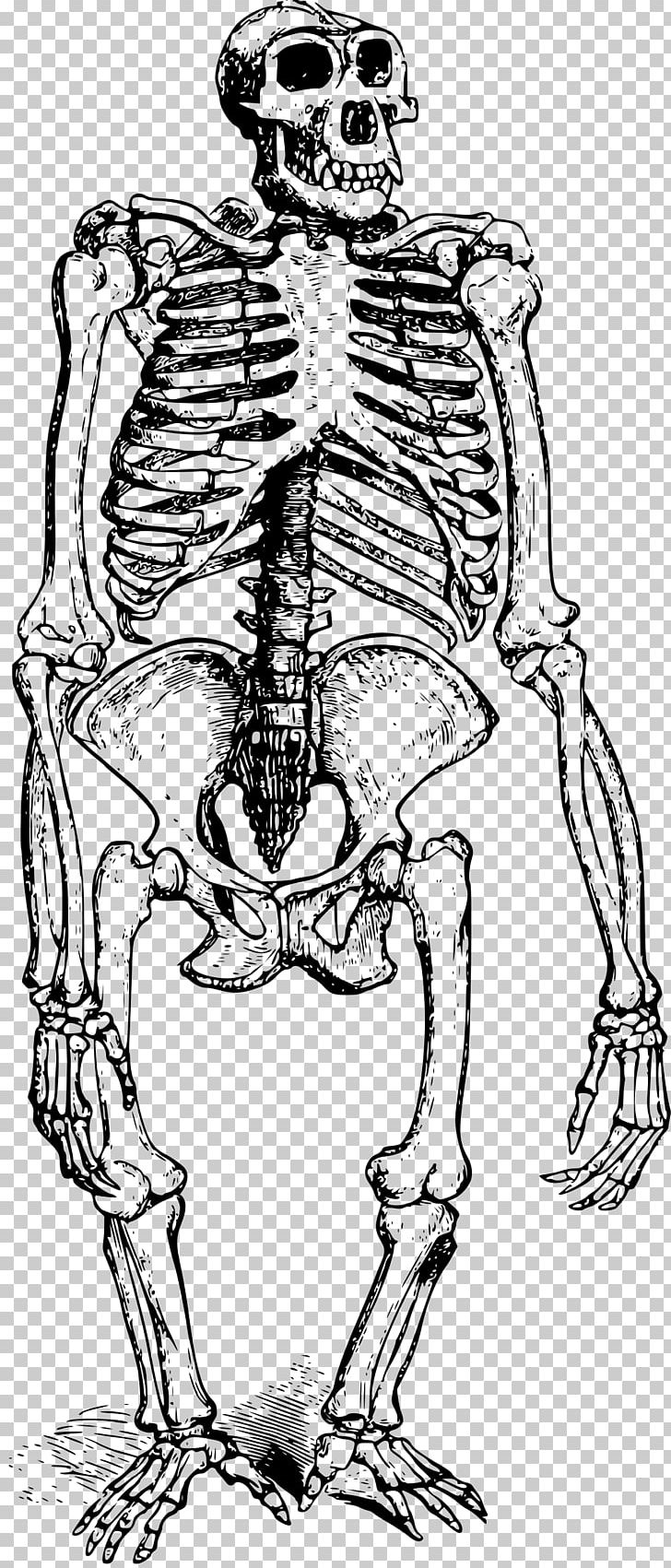 Gorilla Human Skeleton Bone Skull PNG, Clipart, Animal, Arm, Art, Artwork, Axial Skeleton Free PNG Download