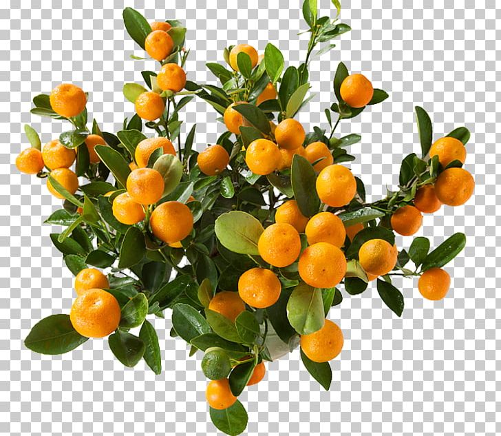 Juice Clementine Mandarin Orange Kumquat PNG, Clipart, Auglis, Calamondin, Christmas Tree, Citrus, Citrus Xd7 Sinensis Free PNG Download