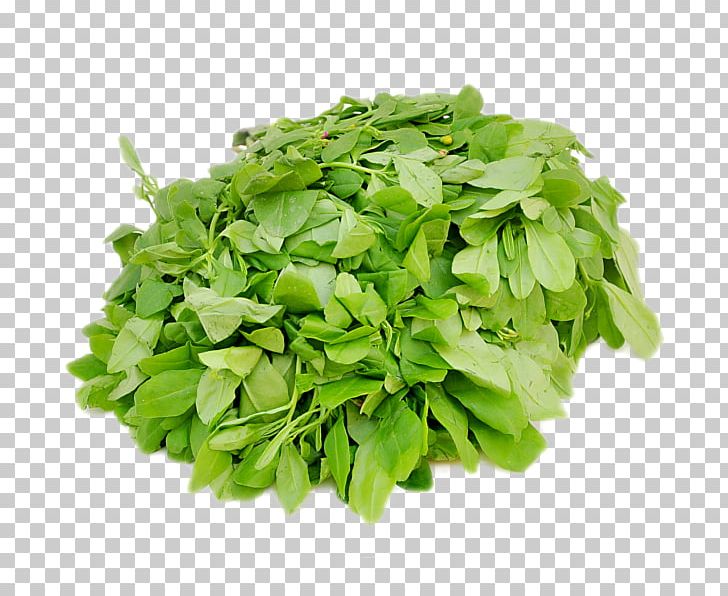 Mesclun Lettuce Leaf Vegetable Arugula PNG, Clipart, Arugula, Basil, Brassica Juncea, Endive, Food Free PNG Download