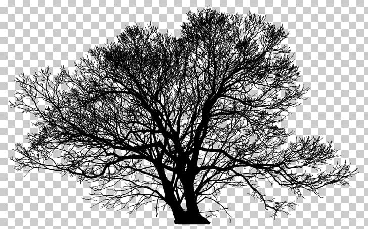 Church Of Trees Silhouette Desktop Trunk PNG, Clipart, 4k Resolution, Arborist, Black And White, Branch, Desktop Wallpaper Free PNG Download