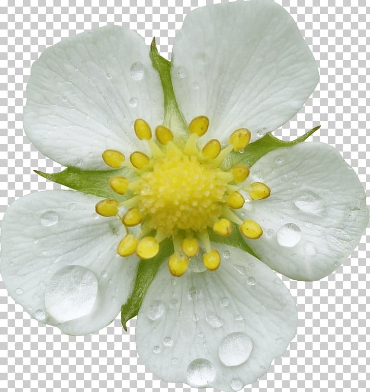 Clipping Path Computer Icons PNG, Clipart, Annual Plant, Clipping Path, Computer Icons, Desktop Wallpaper, Flower Free PNG Download
