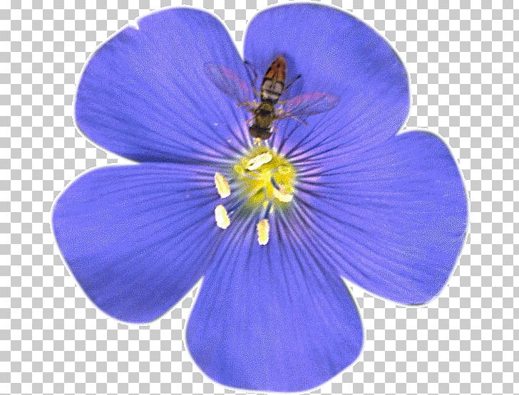 Flower Petal Blue Flax Tea Room PNG, Clipart, Blue, Cicek, Cicek Resimleri, Cobalt Blue, Flax Free PNG Download