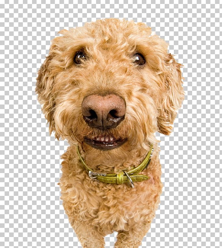 Cockapoo Goldendoodle Spanish Water Dog Miniature Poodle Schnoodle PNG, Clipart, Animals, Carnivoran, Cockapoo, Companion Dog, Dog Free PNG Download