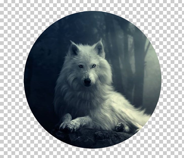 Desktop 4K Resolution Black Wolf High-definition Television Dire Wolf PNG, Clipart, 4k Resolution, 1080p, 1610, Arctic Wolf, Black Wolf Free PNG Download
