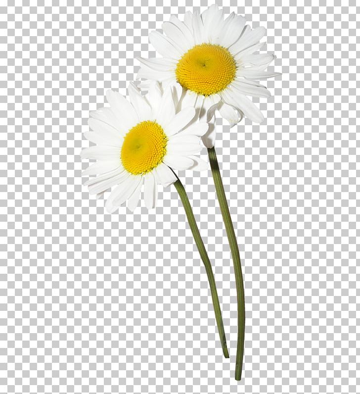 Flower Chamomile PNG, Clipart, Chamomile, Clip Art, Computer Software, Cut Flowers, Daisy Free PNG Download