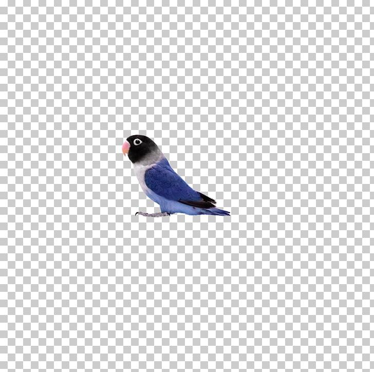 Lovebird Parrot U9ce5u985e: U9e1au9d61 PNG, Clipart, Animals, Beak, Bird, Bird Cage, Birds Free PNG Download