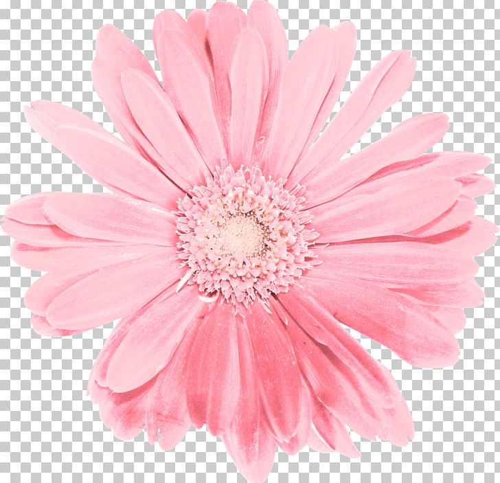 Cut Flowers Transvaal Daisy Chrysanthemum Daisy Family PNG, Clipart, Chrysanthemum, Chrysanths, Comic, Common Daisy, Cut Flowers Free PNG Download