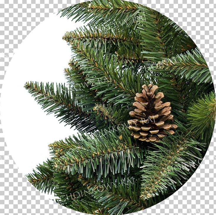 Fir Spruce Pine Christmas Ornament Evergreen PNG, Clipart, Christmas, Christmas Ornament, Conifer, Evergreen, Fir Free PNG Download