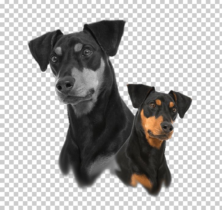 German Pinscher Miniature Pinscher Manchester Terrier English Toy Terrier Companion Dog PNG, Clipart, Black And Tan Terrier, Carnivoran, Companion Dog, Dog Breed, Dog Collar Free PNG Download
