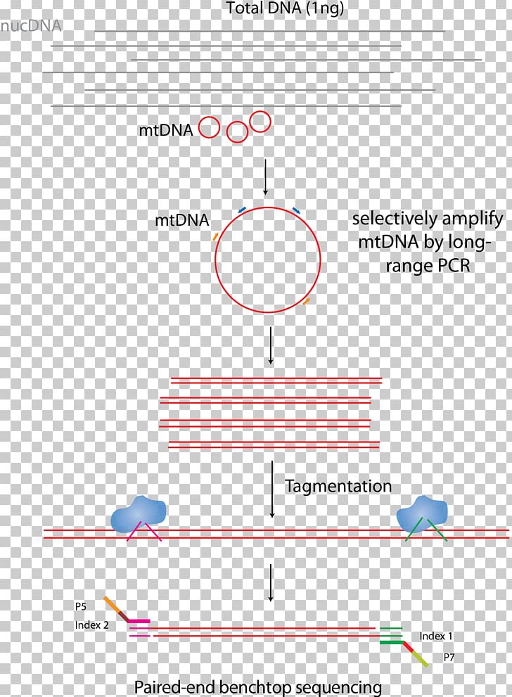 Mitochondrial DNA DNA Sequencing Library MtDNA Control Region PNG, Clipart, Amplicon, Angle, Area, Diagram, Dna Free PNG Download