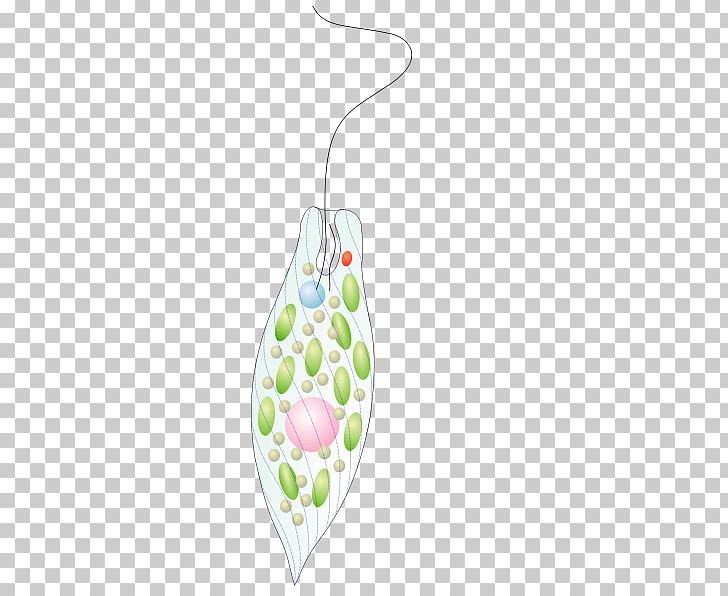 Protist Photosynthesis Euglena Gracilis Microscope PNG, Clipart, Algae, Biology, Fruit, Microscope, Photosynthesis Free PNG Download