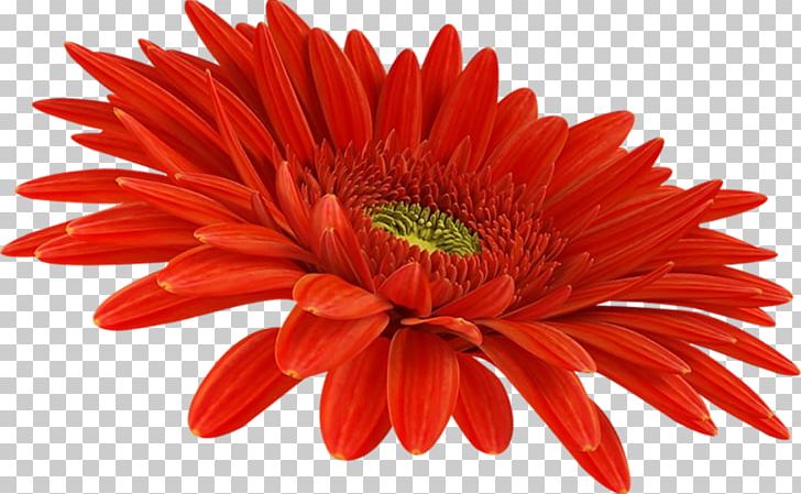 Transvaal Daisy Chrysanthemum Red Sunflower PNG, Clipart, Chrysanths, Common Sunflower, Cut Flowers, Daisy Family, Flower Free PNG Download