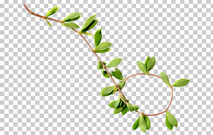 Twig Plant Stem Leaf PNG, Clipart, Branch, Leaf, Plant, Plant Stem, Tree Free PNG Download