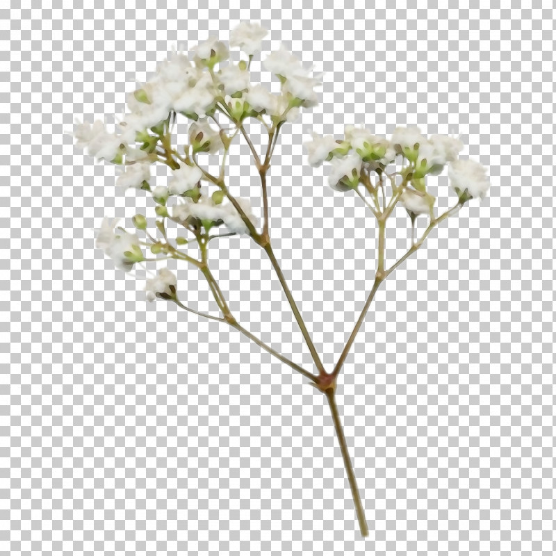 Flower Plant Valerian Cut Flowers Hydrangea PNG, Clipart, Angelica, Anthriscus, Cornales, Cow Parsley, Cut Flowers Free PNG Download