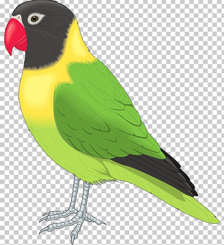 Bird PNG, Clipart, Beak, Bird, Budgerigar, Clipart, Clip Art Free PNG Download